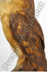 Arm Owl